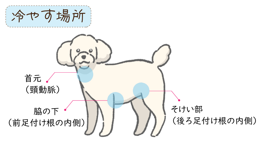 犬の熱中症は予防が大切 こまめな水分補給で夏を健康に乗り切ろう Nanairo