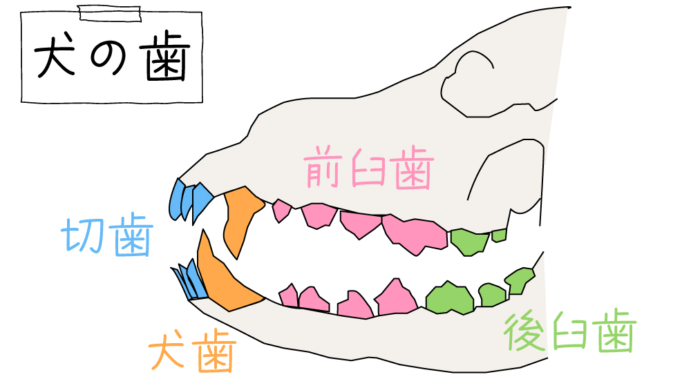 犬の歯の生え変わり時期はいつ 抜ける順番や注意することは Nanairo