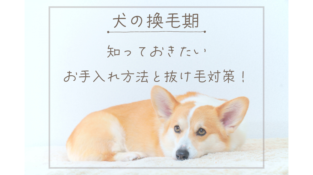 犬の換毛期に知っておきたいお手入れ方法と抜け毛対策！ | nanairo